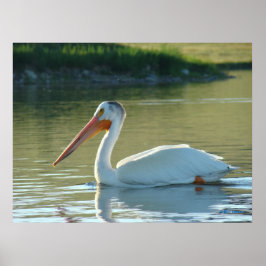 B4ホワイトペリカン ポスター