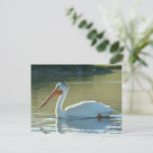 B4ホワイトペリカン ポストカード (スタンド正面)