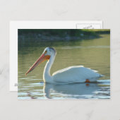 B4ホワイトペリカン ポストカード (正面/裏面)