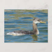 B40青少年の赤い首のグレ ポストカード (正面)