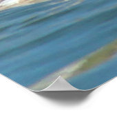 B40 幼鳥の アカエリウミガモ ポスター (角)