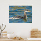 B40 幼鳥の アカエリウミガモ ポスター (キッチン)