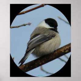 B43 Black Capped Chickadee ポスター