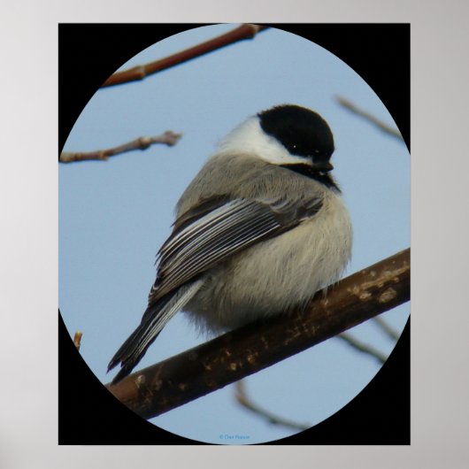 B43 Black Capped Chickadee ポスター (正面)