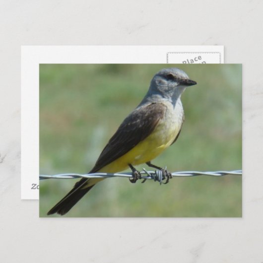 B44ウエスタンキングバード ポストカード (正面/裏面)