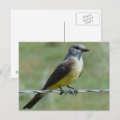 B44 アメリカオニヒラトリ ポストカード (正面/裏面)