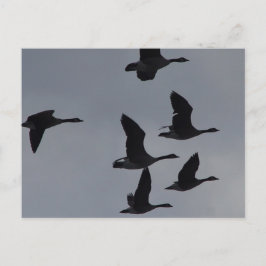 B46カナディアン・ゲーゼ飛行中 ポストカード