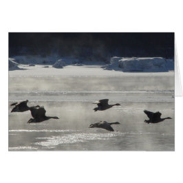 B47カナディアンゲーゼ凍ってい川