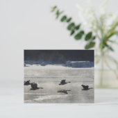 B47カナディアンゲーゼ凍ってい川 ポストカード (スタンド正面)