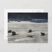 B47カナディアンゲーゼ凍ってい川 ポストカード (正面/裏面)