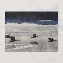 B47カナディアンゲーゼ凍ってい川 ポストカード