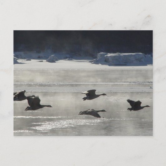B47カナディアンゲーゼ凍ってい川 ポストカード (正面)