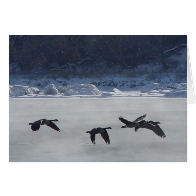 B48カナディアンゲーゼ凍ってい川 (正面横)