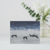 B48カナディアンゲーゼ凍ってい川 ポストカード (スタンド正面)