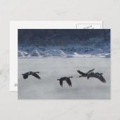 B48カナディアンゲーゼ凍ってい川 ポストカード (正面/裏面)