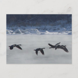 B48カナディアンゲーゼ凍ってい川 ポストカード