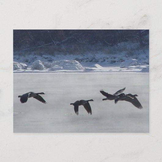 B48カナディアンゲーゼ凍ってい川 ポストカード (正面)