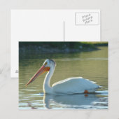 B4 アメリカドバタク ポストカード (正面/裏面)