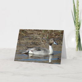 B5ピンテールダックドレイク カード