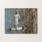 B5ピンテールダックドレイク ジグソーパズル (横)