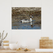 B5ピンテールダックドレイク ポスター (キッチン)