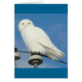 B50スノーフクロウ