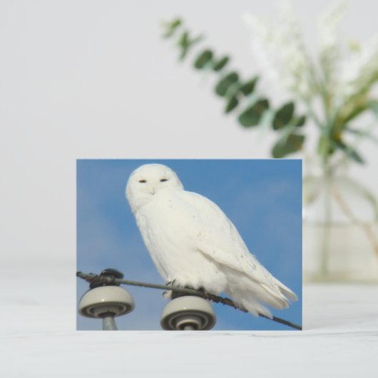 B50雪フクロウ ポストカード (スタンド正面)