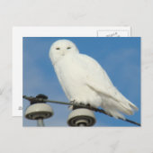 B50雪フクロウ ポストカード (正面/裏面)