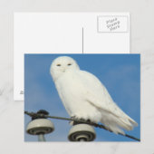 B50 雪のオオワタリ ポストカード (正面/裏面)