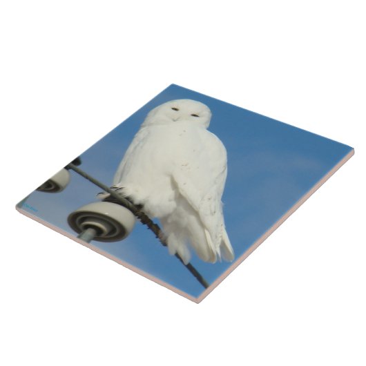 B50 Snowyのフクロウ タイル (側面)