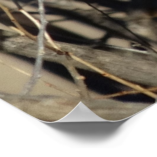 B51角素晴らしフクロウ ポスター (角)