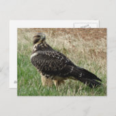 B52スワインソンのタカ ポストカード (正面/裏面)
