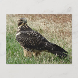 B52スワインソンのタカ ポストカード