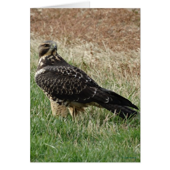 B52スワインソンズホーク (正面)