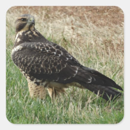 B52スワインソンズホーク スクエアシール