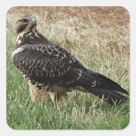 B52 スウェインソンハーク スクエアシール (正面)