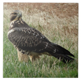 B52 Swainsonのタカ タイル