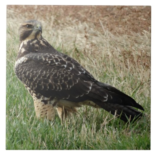 B52 Swainsonのタカ タイル (正面)