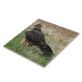 B52 Swainsonのタカ タイル (側面)