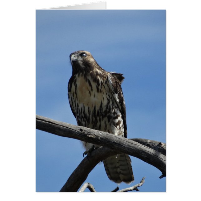 B54スワインソンズホーク (正面)