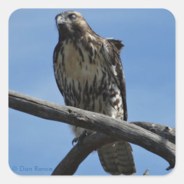 B54スワインソンズホーク スクエアシール