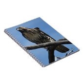 B54スワインソンズホーク ノートブック (右側)