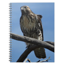 B54スワインソンズホーク