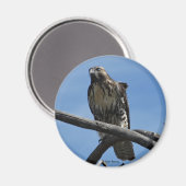 B54スワインソンズホーク マグネット (正面/裏面)