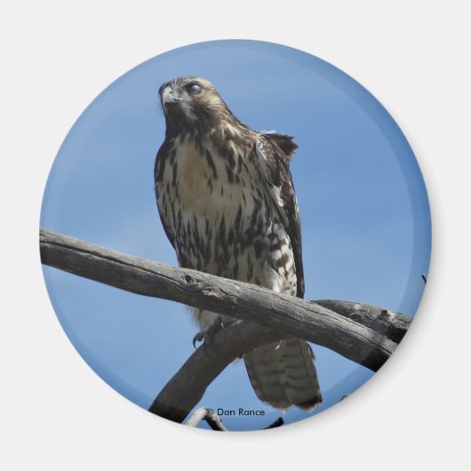 B54スワインソンズホーク マグネット (正面)