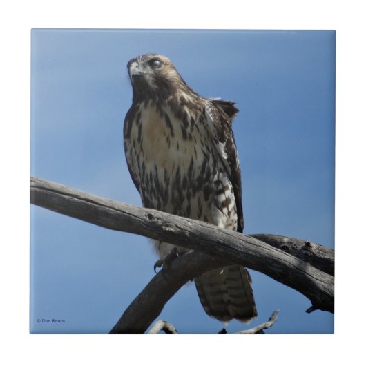 B54 スウェインソンハイカー タイル (正面)