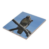 B54 スウェインソンハイカー タイル (側面)