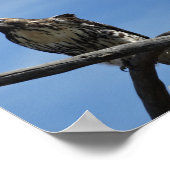 B54 スウェインソンハイタカ ポスター (角)