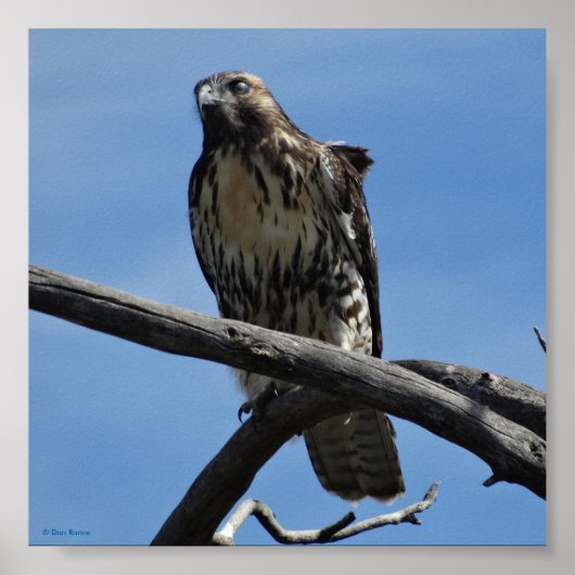 B54 スウェインソンハイタカ ポスター (正面)