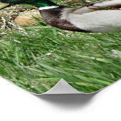 B55マラルダックドラクグリーンヘッドの芝生 ポスター (角)